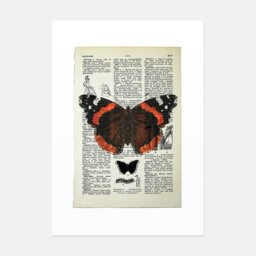Rackhams Red Admiral butterfly vintage book page art print - White - thumbnail 3