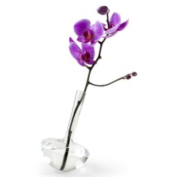 Rackhams - Gauge Vase 17 - Crystal Clear - thumbnail 1