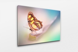 Rackhams Malachite Butterfly - Framed Print 20 x 16 inch - thumbnail 3