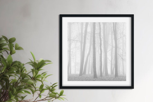 Rackhams Beeches in Mist - Framed Print 20 x 20 inch - image 1