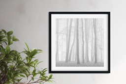 Rackhams Beeches in Mist - Framed Print 20 x 20 inch - thumbnail 1