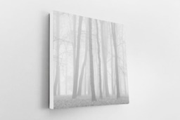 Rackhams Beeches in Mist - Framed Print 20 x 20 inch - thumbnail 3