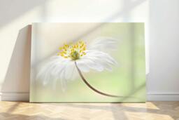 Rackhams Windflower - Framed Print 16 x 12 inch - thumbnail 1