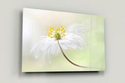 Rackhams Windflower - Framed Print 16 x 12 inch - thumbnail 2
