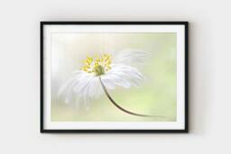 Rackhams Windflower - Framed Print 16 x 12 inch - thumbnail 3