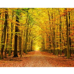 Rackhams Autumn Forest Wall Mural - Large - W350cm x H280cm - thumbnail 2