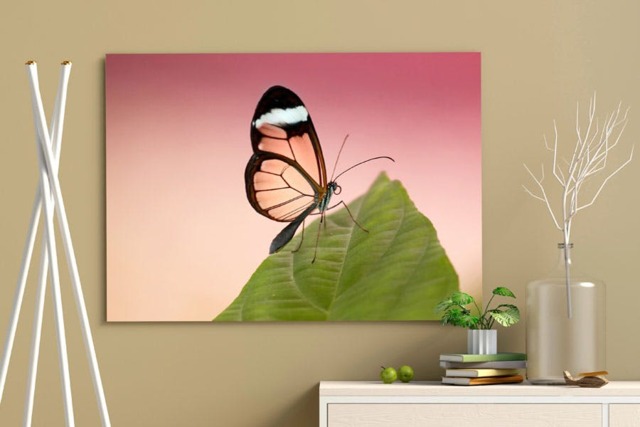 Rackhams Glasswing Butterfly - Framed Print 20 x 16 inch - image 1