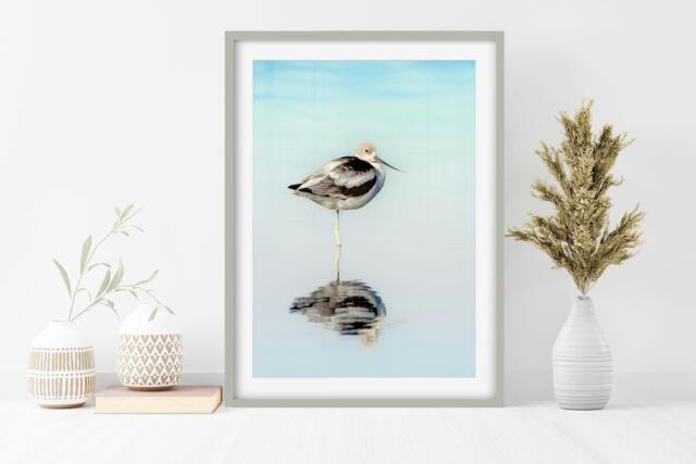 Rackhams The Resting Avocet - Framed Print 16 x 12 inch - image 1