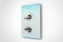 Rackhams The Resting Avocet - Framed Print 16 x 12 inch - thumbnail 2
