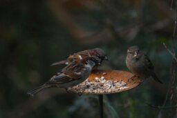 Rackhams Bird Feeder Platform - Large - thumbnail 6