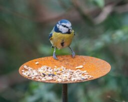 Rackhams Bird Feeder Platform - Large