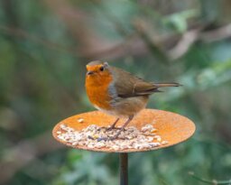 Rackhams Bird Feeder Platform - Large - thumbnail 4