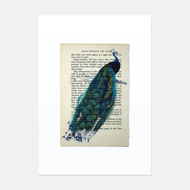 Rackhams Peacock vintage book page art print - No frame - image 1