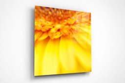 Rackhams Yellow Gerbera - Framed Print 16 x 16 inch - thumbnail 3