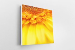 Rackhams Yellow Gerbera - Framed Print 16 x 16 inch - thumbnail 2