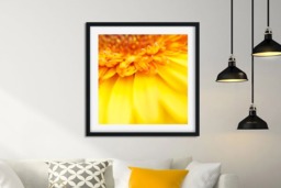 Rackhams Yellow Gerbera - Framed Print 16 x 16 inch - thumbnail 1