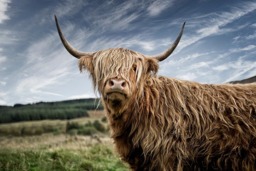 Rackhams Guardian of the Glen - Framed Print 30 x 20 inch - thumbnail 4
