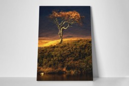 Rackhams Autumn Tree - Framed Print 16 x 12 inch - thumbnail 2