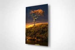 Rackhams Autumn Tree - Framed Print 16 x 12 inch - thumbnail 3