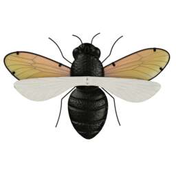 Rackhams Wall Decor - Bee - thumbnail 5