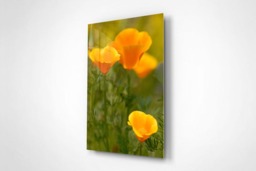 Rackhams Californian Poppies - Framed Print 30 x 20 inch - thumbnail 3