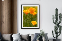 Rackhams Californian Poppies - Framed Print 30 x 20 inch - thumbnail 2
