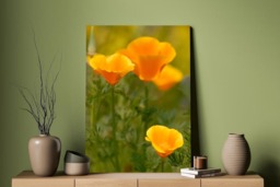 Rackhams Californian Poppies - Framed Print 30 x 20 inch