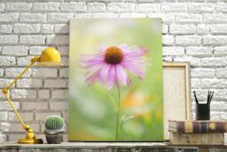 Rackhams Coneflower - Framed Print 20 x 16 inch - thumbnail 1