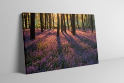 Rackhams Bluebell Dawn - Framed Print 20 x 16 inch - thumbnail 2