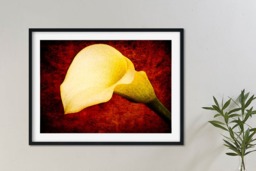 Rackhams The Beauty of Form - Framed Print 30 x 20 inch