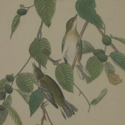 Rackhams Flora & Fauna Collection Warblers Beaded Linen Framed Wall Art - Brown/White/Green - Brown/White/Green - 50cm x 2cm x 40cm - Brown/White/Green - thumbnail 3