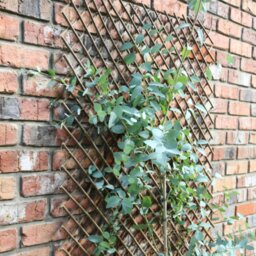 Rackhams Tom Chambers Expanding Willow Panel 180cm x 60cm Garden Flower Rose Trellis Support