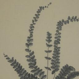 Rackhams Flora & Fauna Collection Spleenwort Beaded Linen Framed Wall Art - Black/White - Black/White - 50cm x 2cm x 40cm - thumbnail 2