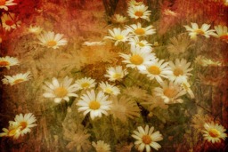 Rackhams Dreaming of Daisies - Framed Print 16 x 12 inch - thumbnail 5