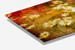 Rackhams Dreaming of Daisies - Framed Print 16 x 12 inch - thumbnail 4