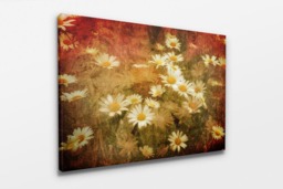 Rackhams Dreaming of Daisies - Framed Print 16 x 12 inch - thumbnail 2