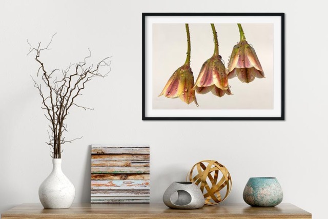 Rackhams Dew Bells - Framed Print 20 x 16 inch - image 1