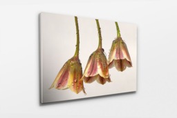Rackhams Dew Bells - Framed Print 20 x 16 inch - thumbnail 2
