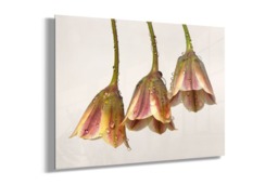 Rackhams Dew Bells - Framed Print 20 x 16 inch - thumbnail 3