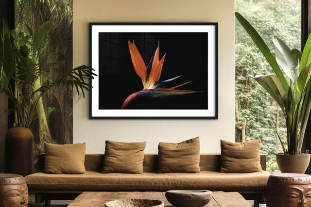 Rackhams Flames of Paradise - Framed Print 30 x 20 inch - image 1