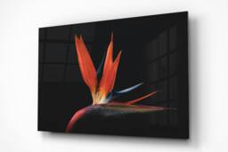 Rackhams Flames of Paradise - Framed Print 30 x 20 inch - thumbnail 2