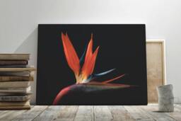Rackhams Flames of Paradise - Framed Print 30 x 20 inch - thumbnail 3