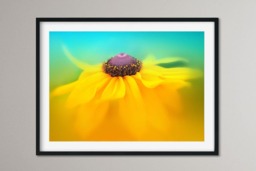 Rackhams Rudbeckia Dance - Framed Print 16 x 12 inch - thumbnail 1