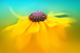 Rackhams Rudbeckia Dance - Framed Print 16 x 12 inch - thumbnail 4