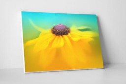 Rackhams Rudbeckia Dance - Framed Print 16 x 12 inch - thumbnail 3