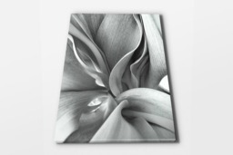 Rackhams Tulip Leaves - Framed Print 30 x 20 inch - thumbnail 2