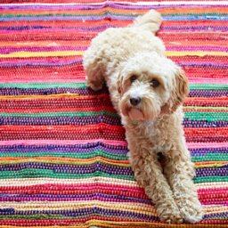 Rackhams Multicoloured Recycled Rag Rug - Small - thumbnail 3