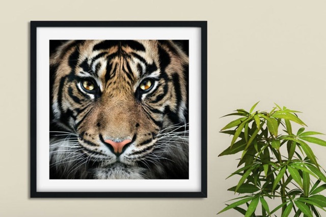 Rackhams The King - Framed Print 20 x 20 inch - image 1