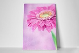 Rackhams Pretty in Pink - Framed Print 16 x 12 inch - thumbnail 2