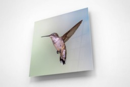 Rackhams Hummingbird Grace - Framed Print 16 x 16 inch - thumbnail 3